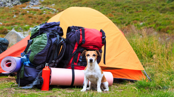 image leaving dog in tent while camping banner