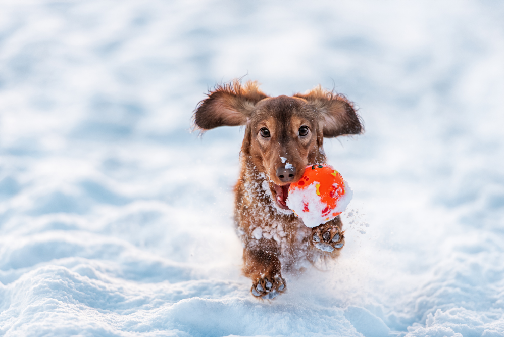 camping in winter with dog